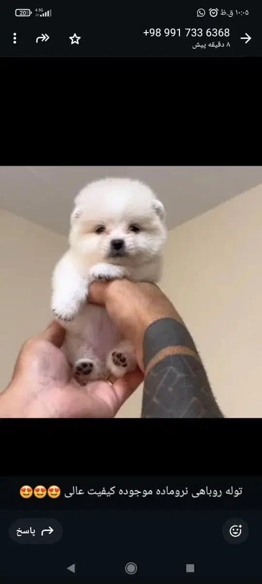 مجموعه توله های فانتزی|سگ|شیراز, صنایع الکترونیک|دیوار