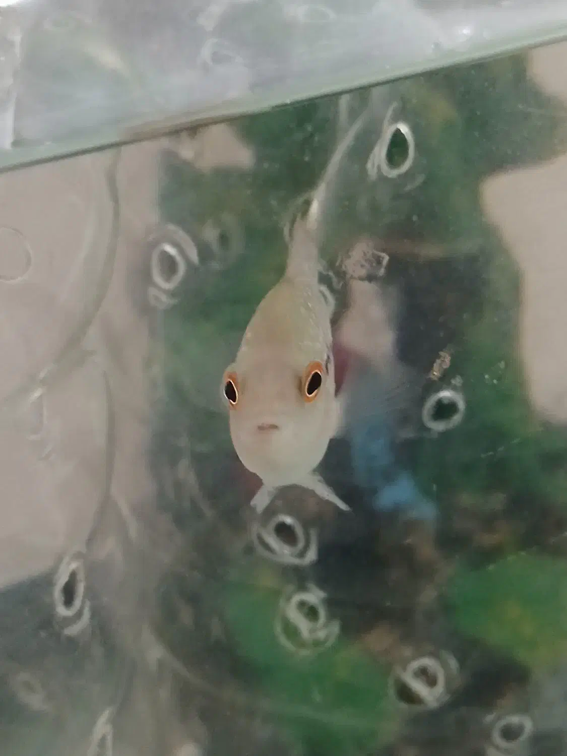 بچه فلاور|ماهی|فردیس, شهرک ارم|دیوار