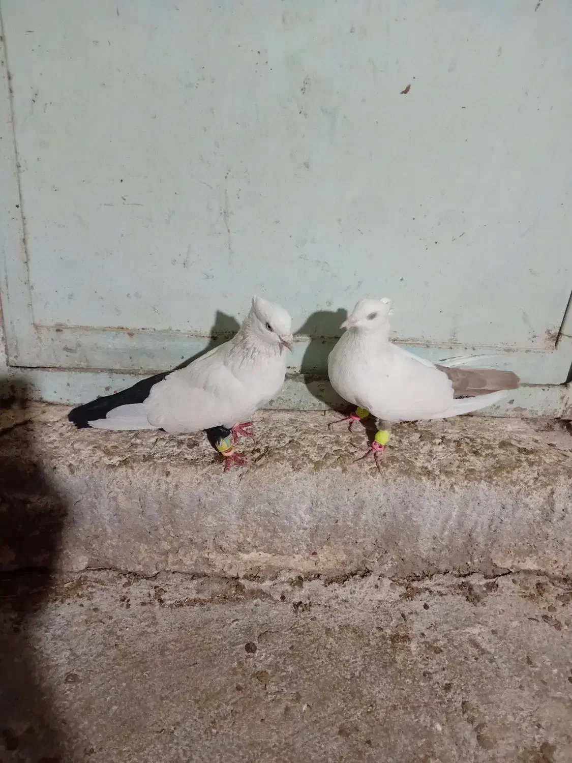 دوجفت نفش ورنگی|پرنده|شوشتر, |دیوار