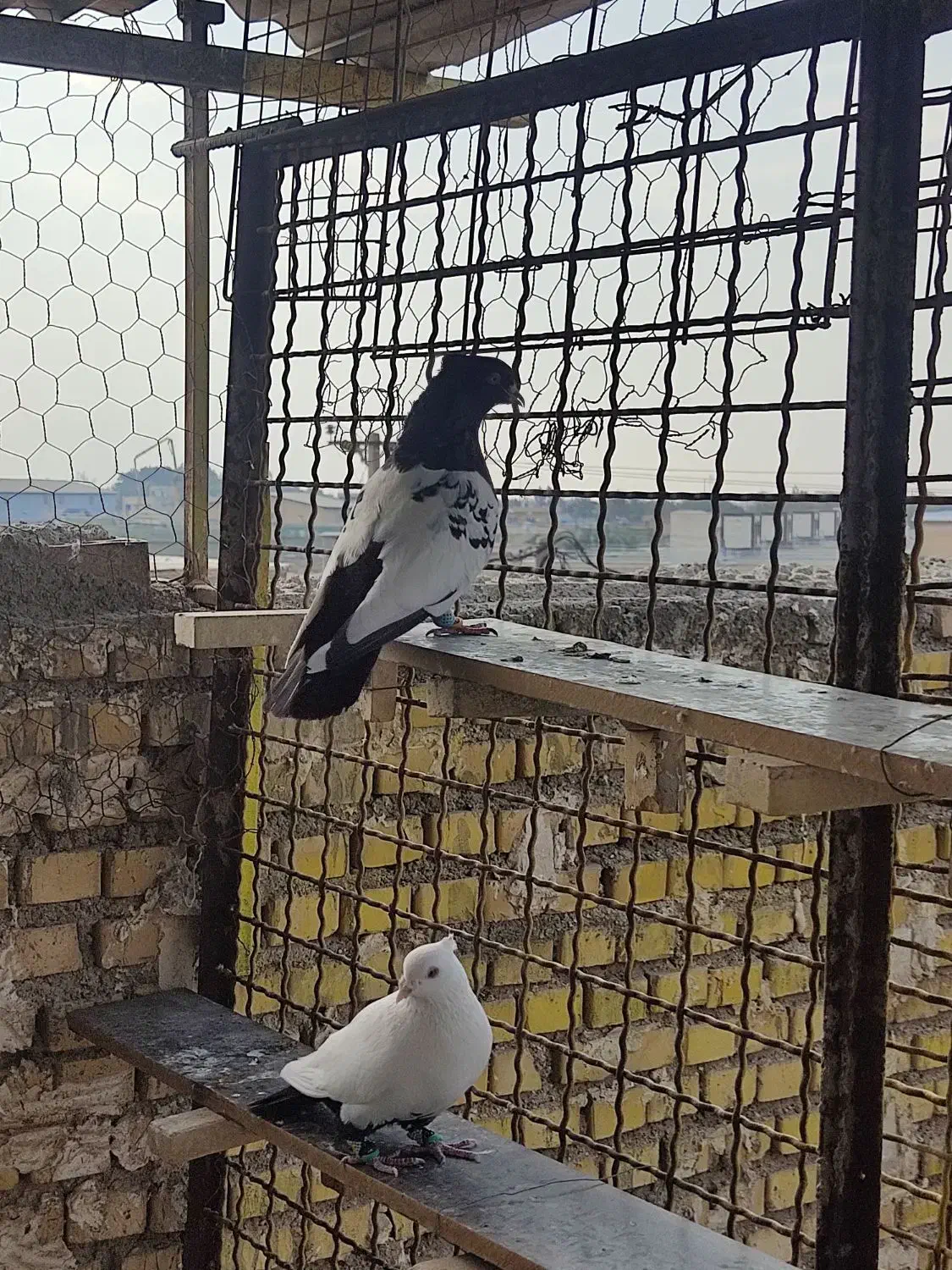 پرنده|پرنده|خرمشهر, |دیوار