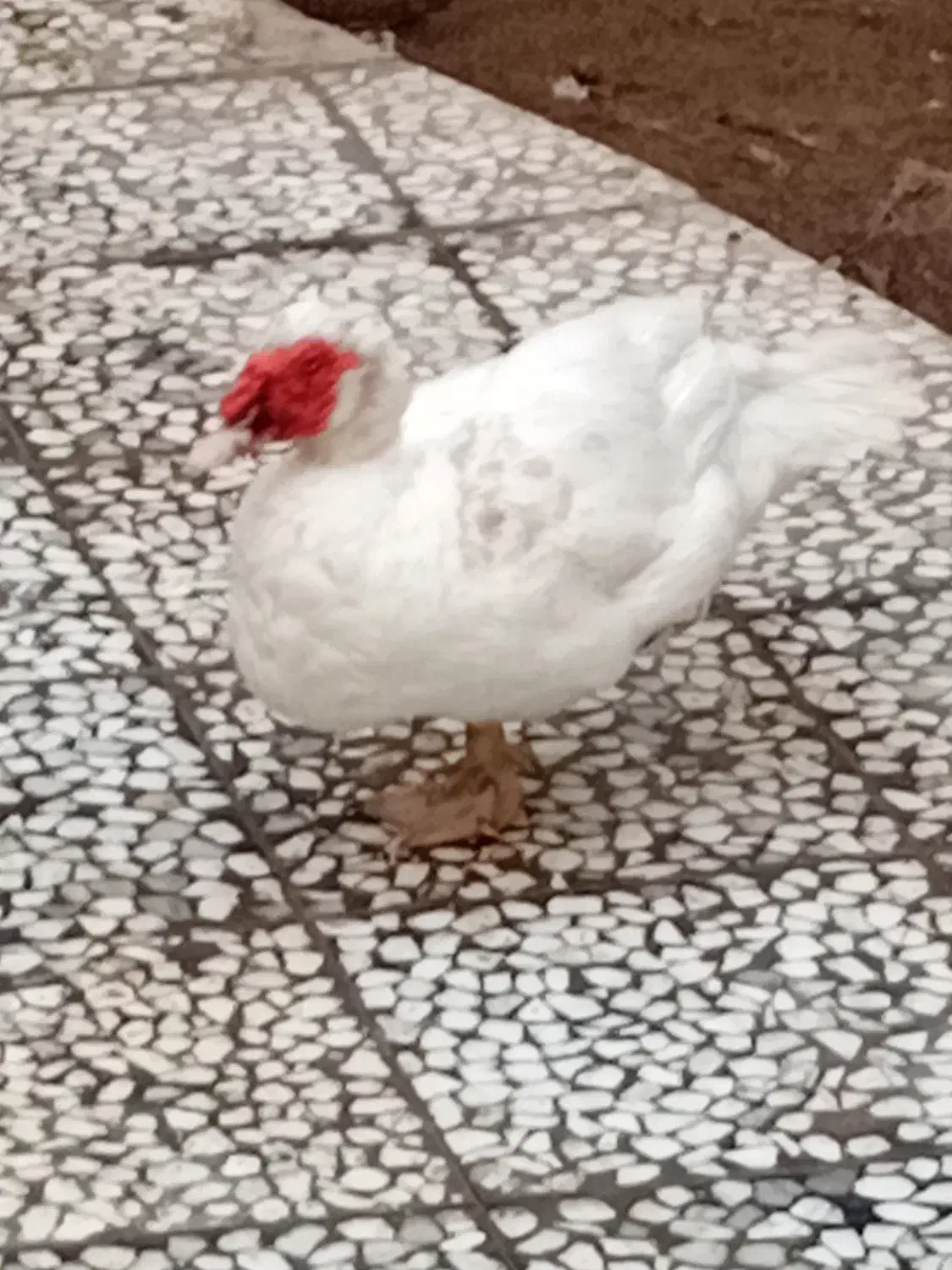 شب یلدا ،اردک و غاز سفید|حیوانات مزرعه|قائمشهر, |دیوار