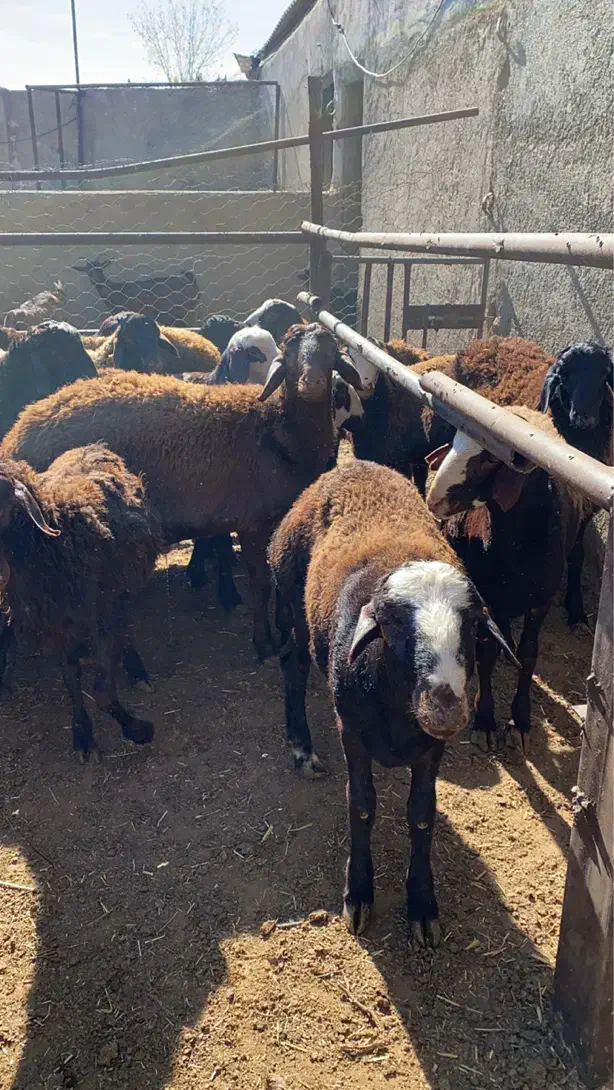 بره نر کشتاری|حیوانات مزرعه|هشتگرد, هشتگرد قدیم|دیوار