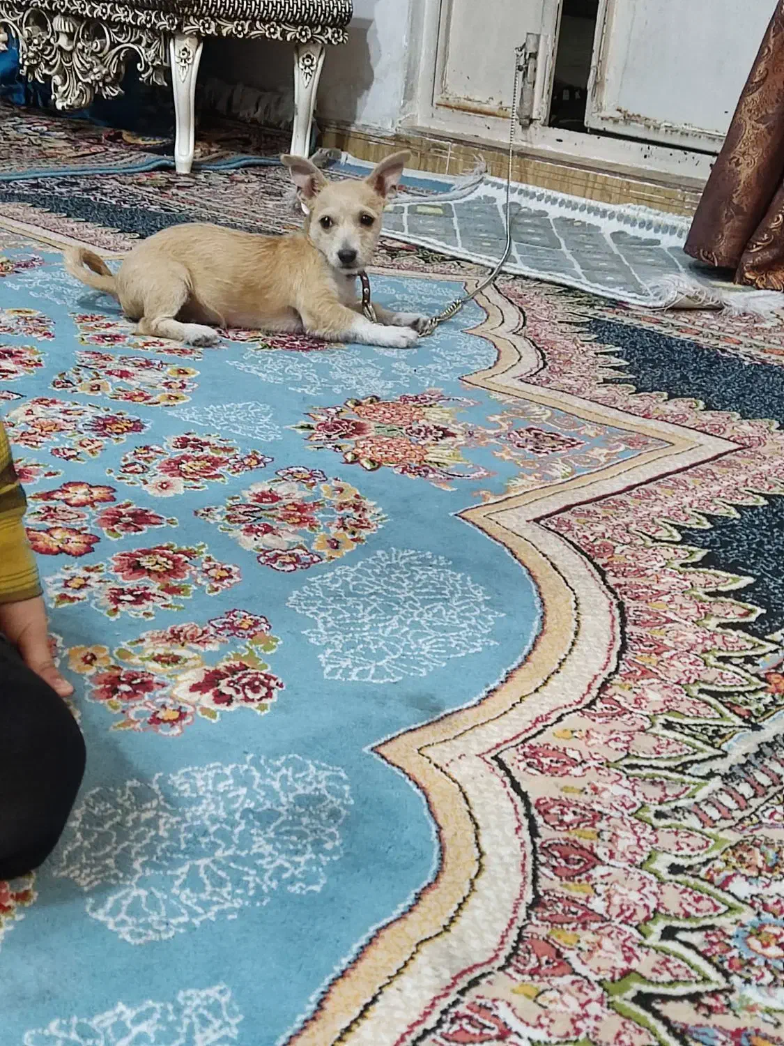 سگ‌پاکوتاه‌به‌مورور‌زمان‌پشمالو‌میشه‌‌و۳ماهشه|سگ|مشهد, پنجتن|دیوار