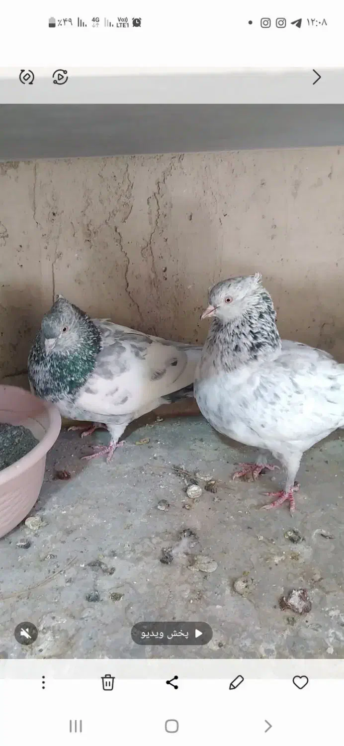 سینه ای کلایی|پرنده|راین, |دیوار