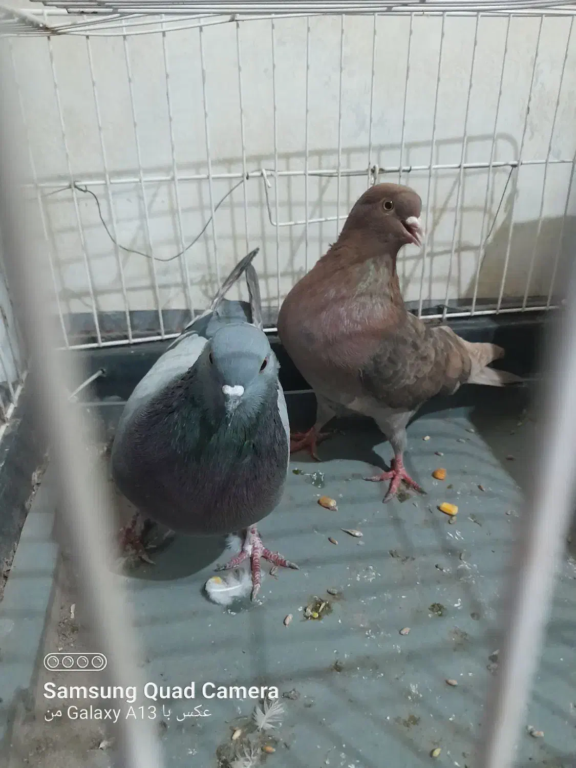 کبوتر|پرنده|پارس‌آباد, |دیوار