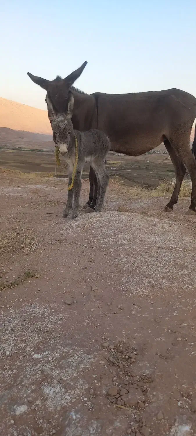 دو عدد الاغ، یکی نر و یکی ماده با کره ای ماده|حیوانات مزرعه|سیروان, |دیوار