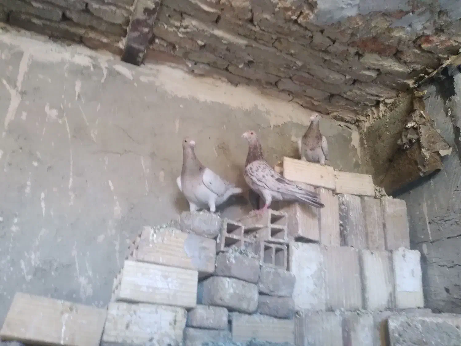 کبوتر|حیوانات|همدان, |دیوار