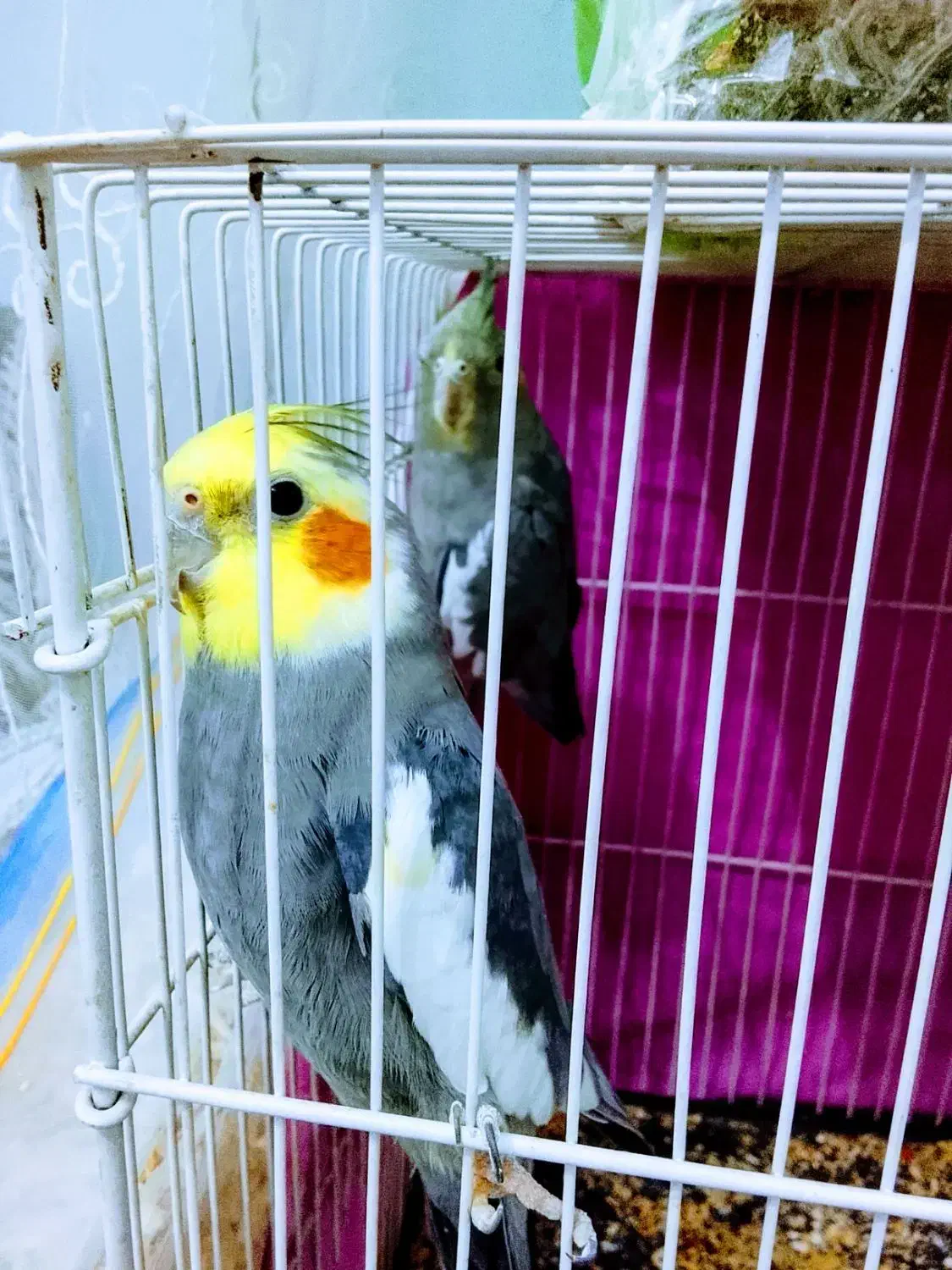 عروس هلندی و کوتوله برزیلی|پرنده|رضویه, |دیوار