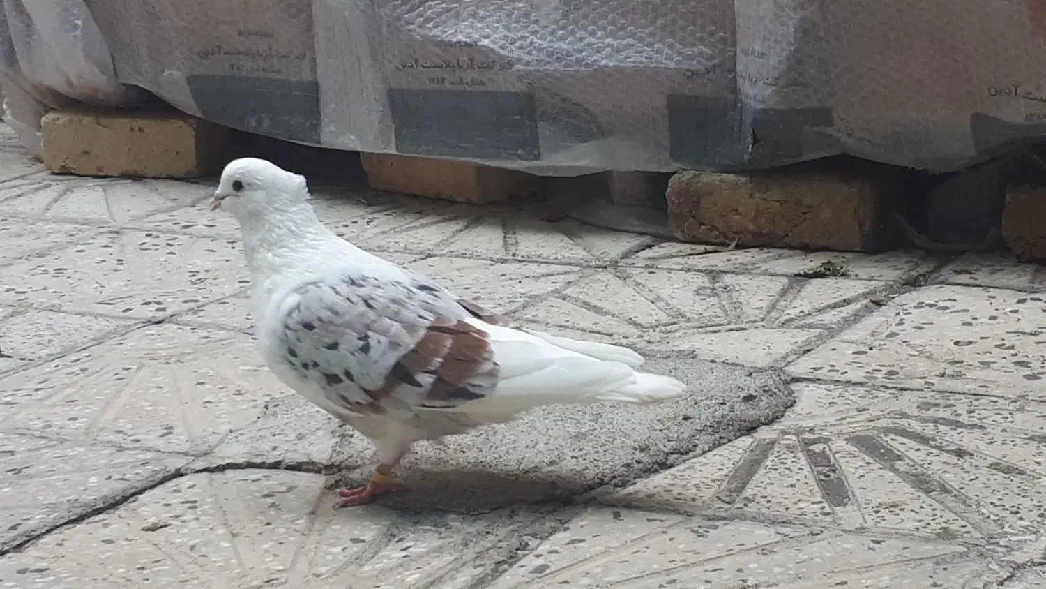 کبوتر خوشونه مخملی|پرنده|الشتر, |دیوار