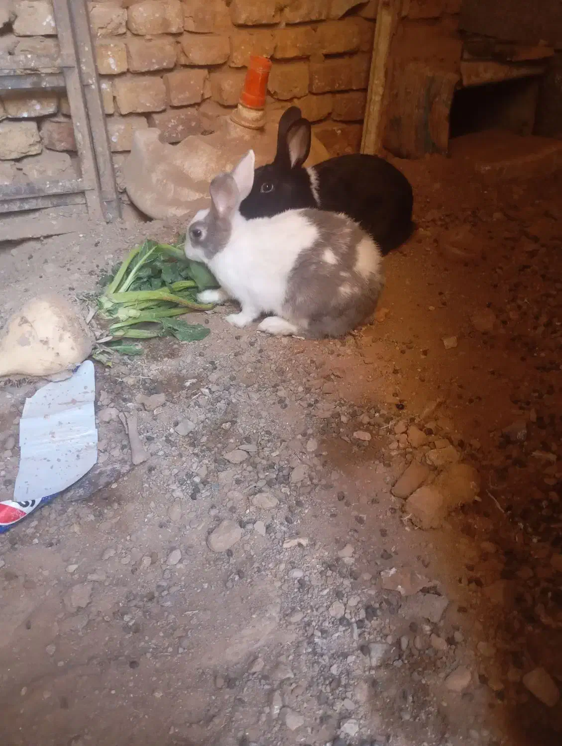 خرگوش|موش و خرگوش|سده (خراسان جنوبی), |دیوار