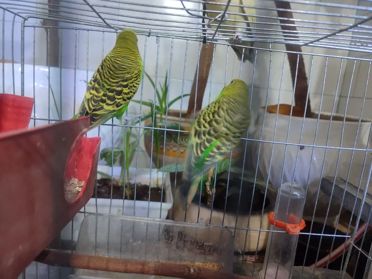 مرغ عشق|پرنده|اسلامآباد غرب, |دیوار