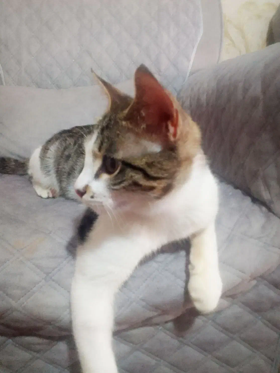 گربه واگذاری|گربه|کرج, خرمدشت|دیوار