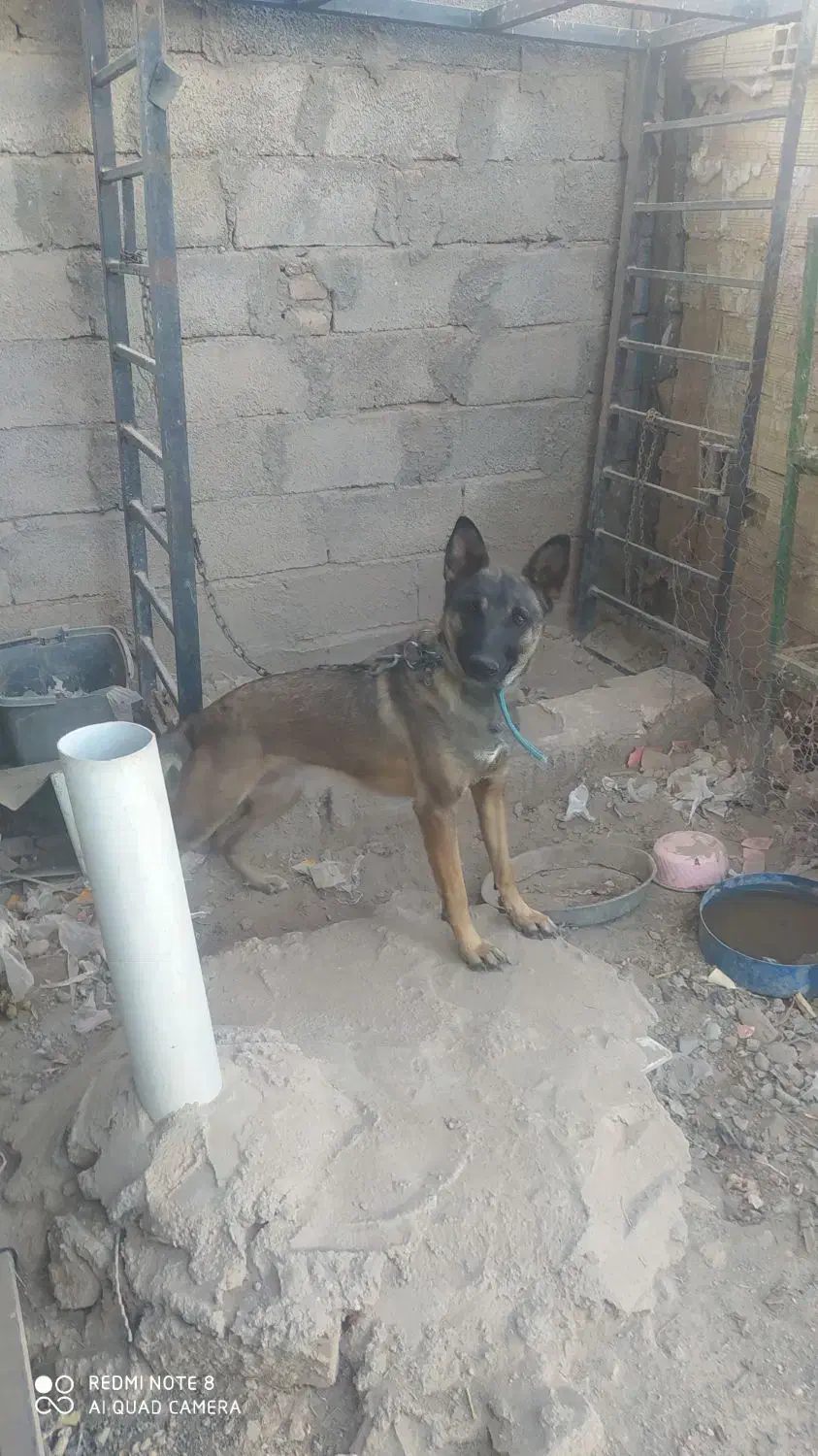 سگ.مالنیوز.|سگ|سیرجان, |دیوار