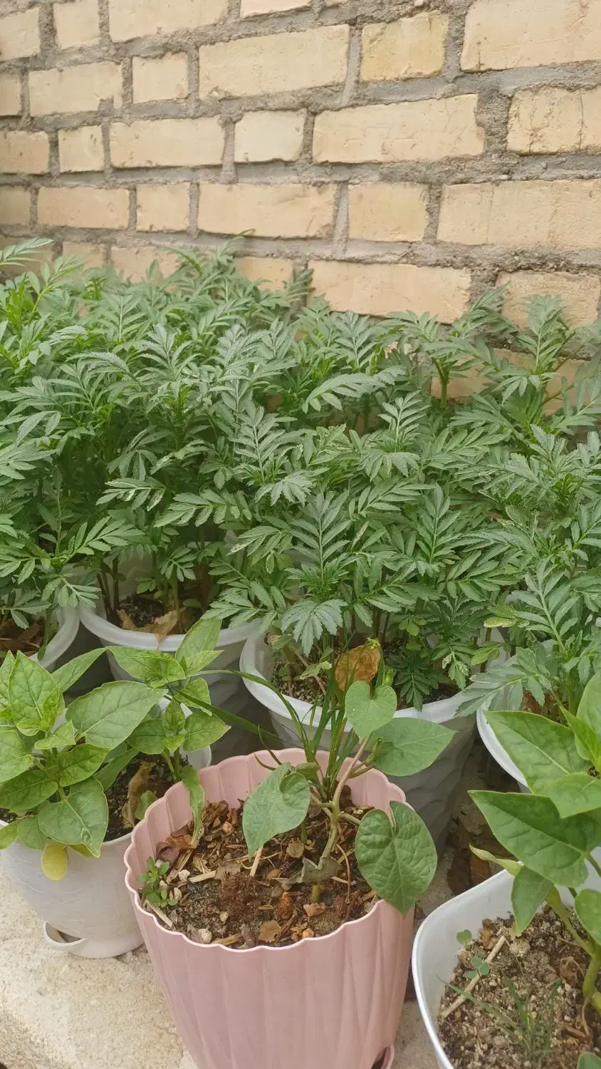 گلهای فصلی قشنگ|گل و گیاه طبیعی|مسجد سلیمان, |دیوار