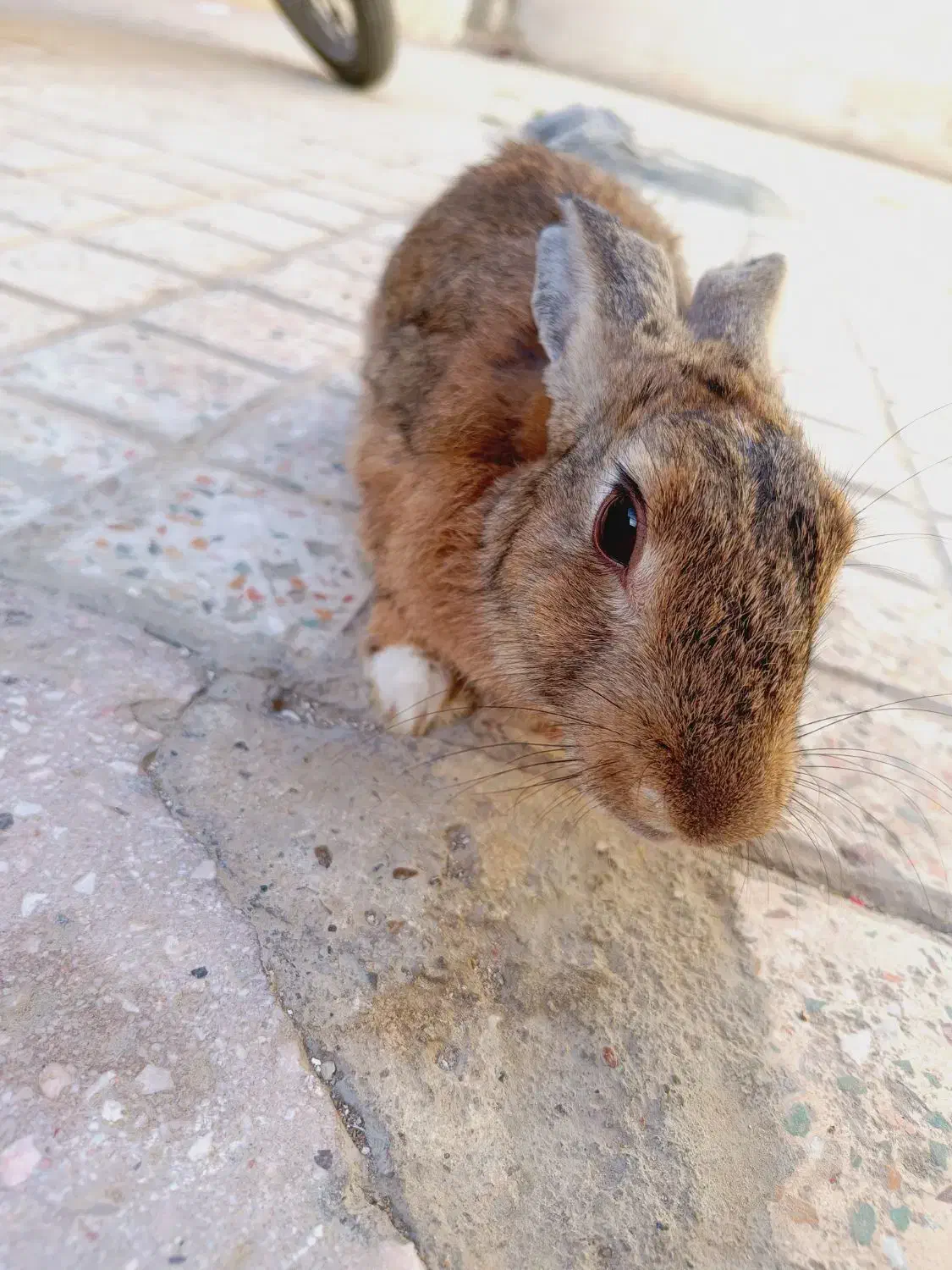 خرگوش|موش و خرگوش|بندرعباس, |دیوار