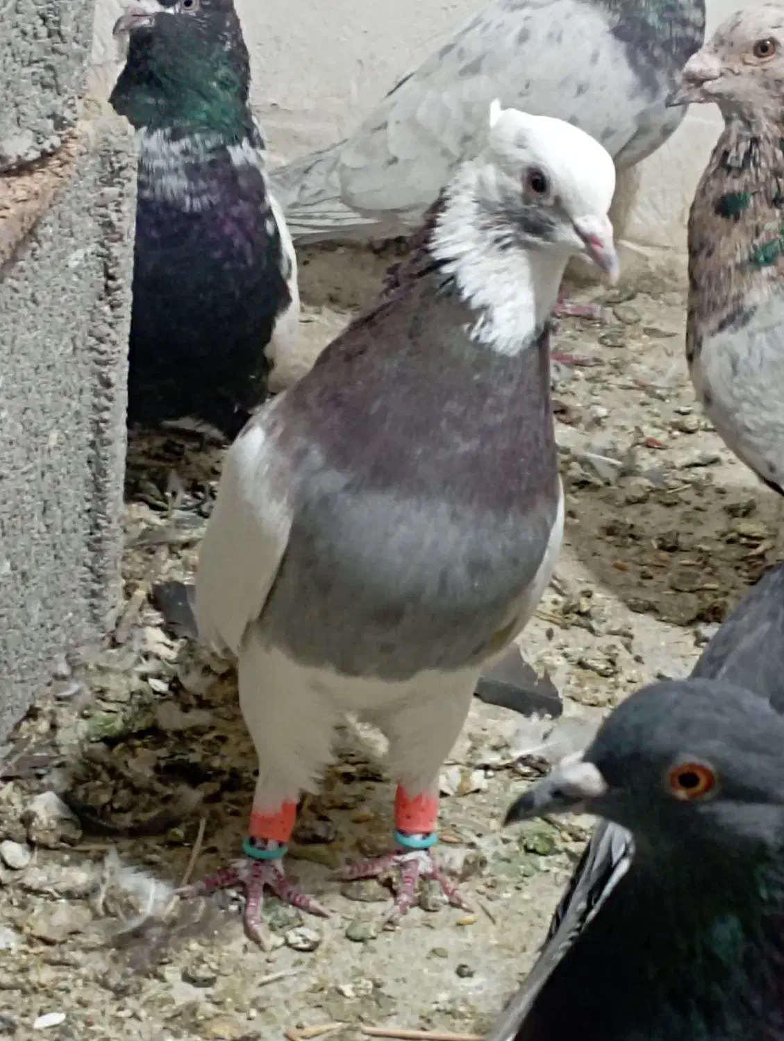 کفتر  طوقی اناری نر|پرنده|سیاخ دارنگون, |دیوار