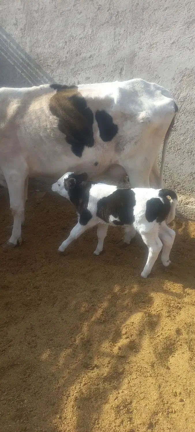 گاو شیری با گوساله نر سمینتال|حیوانات مزرعه|کرباسک, |دیوار