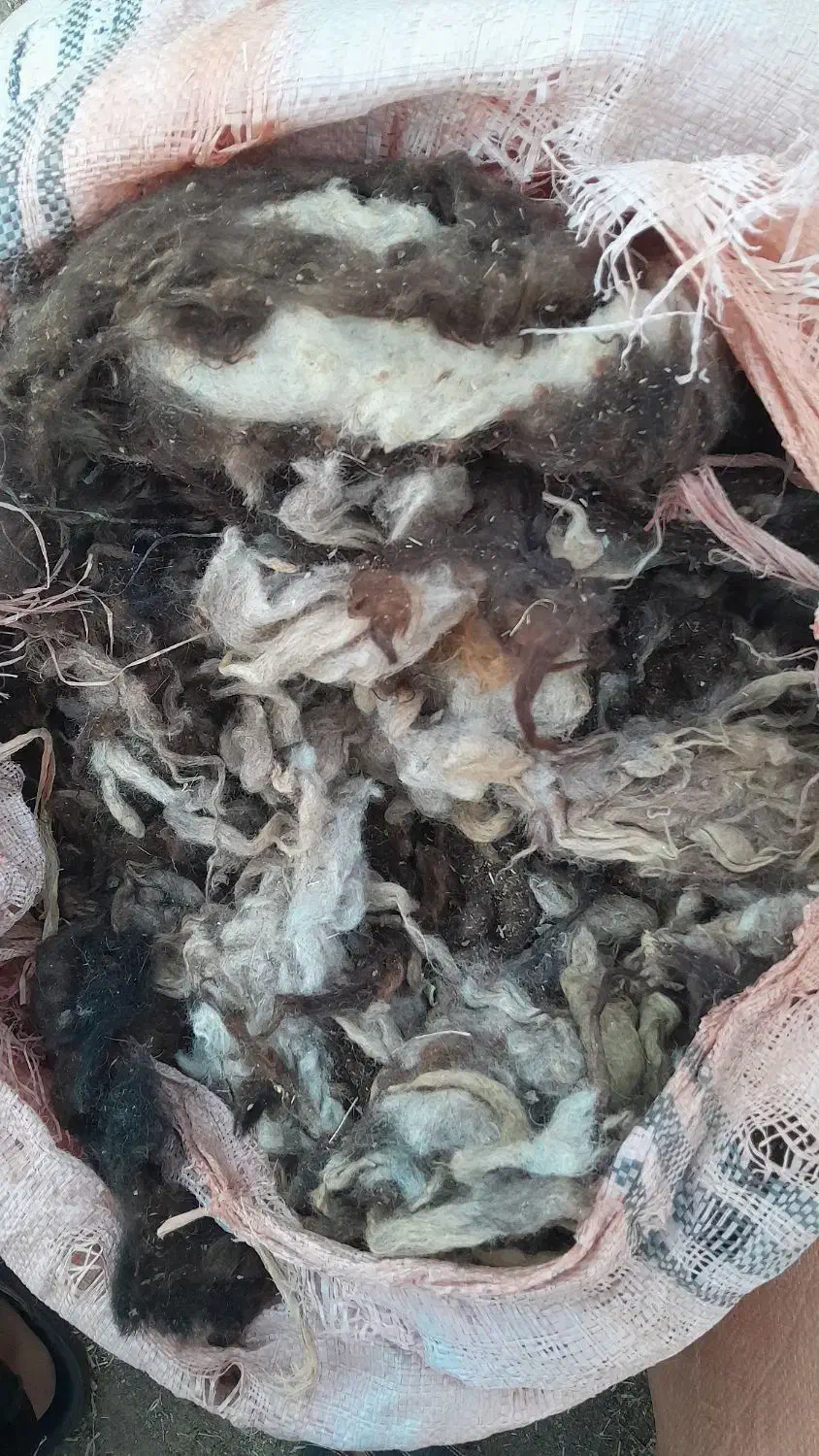 پشمه دام رایگان|عمدهفروشی|اشتهارد, |دیوار