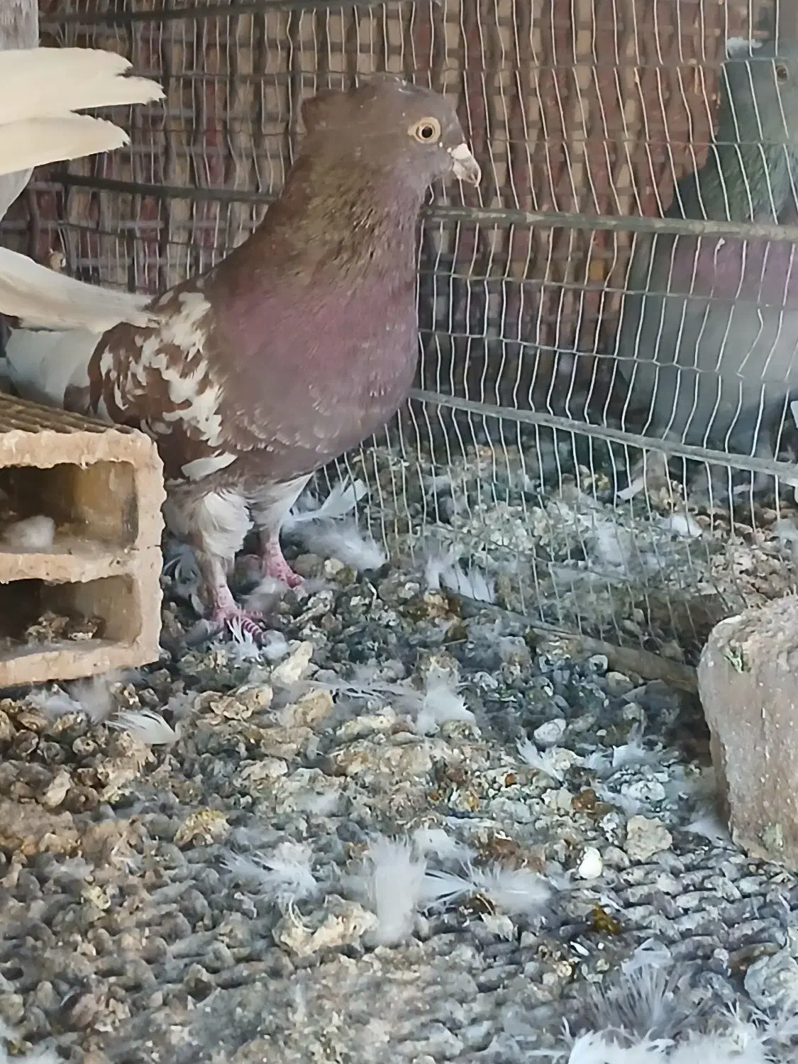 ۲عددکله|پرنده|بم, |دیوار