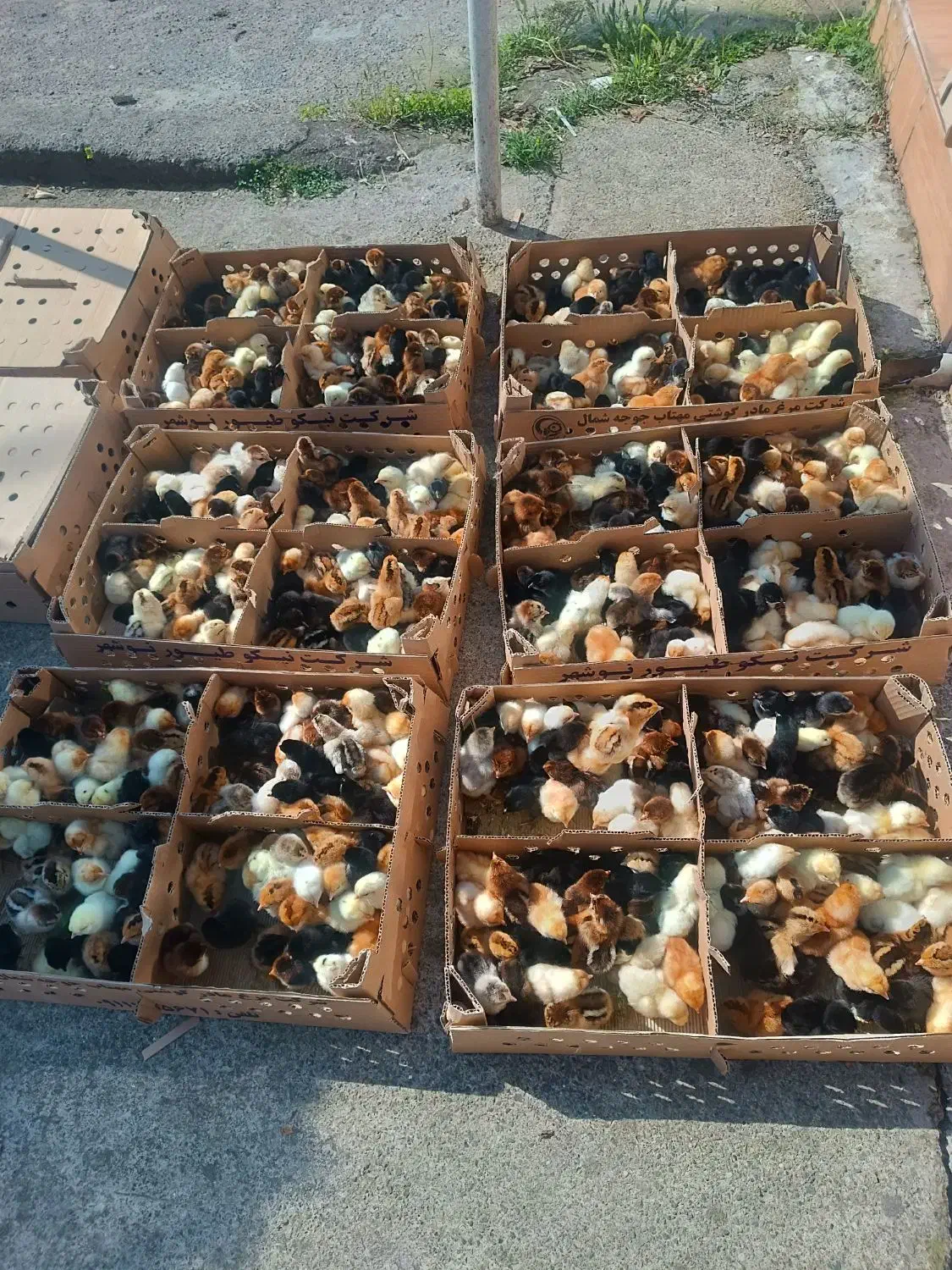 فروشگاه اردک فارم انواع جوجه گلپایگان اردک پکنی|حیوانات مزرعه|سنگر, |دیوار