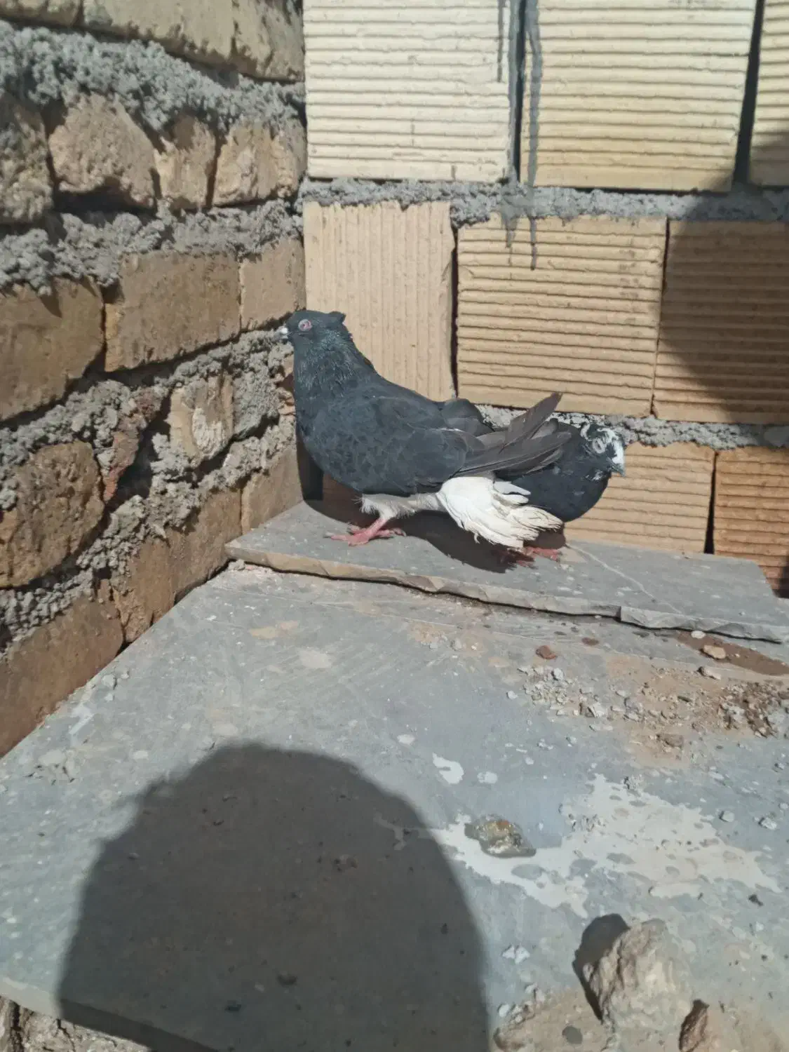 ۳ تا کبوتر|پرنده|بیرانوند, |دیوار