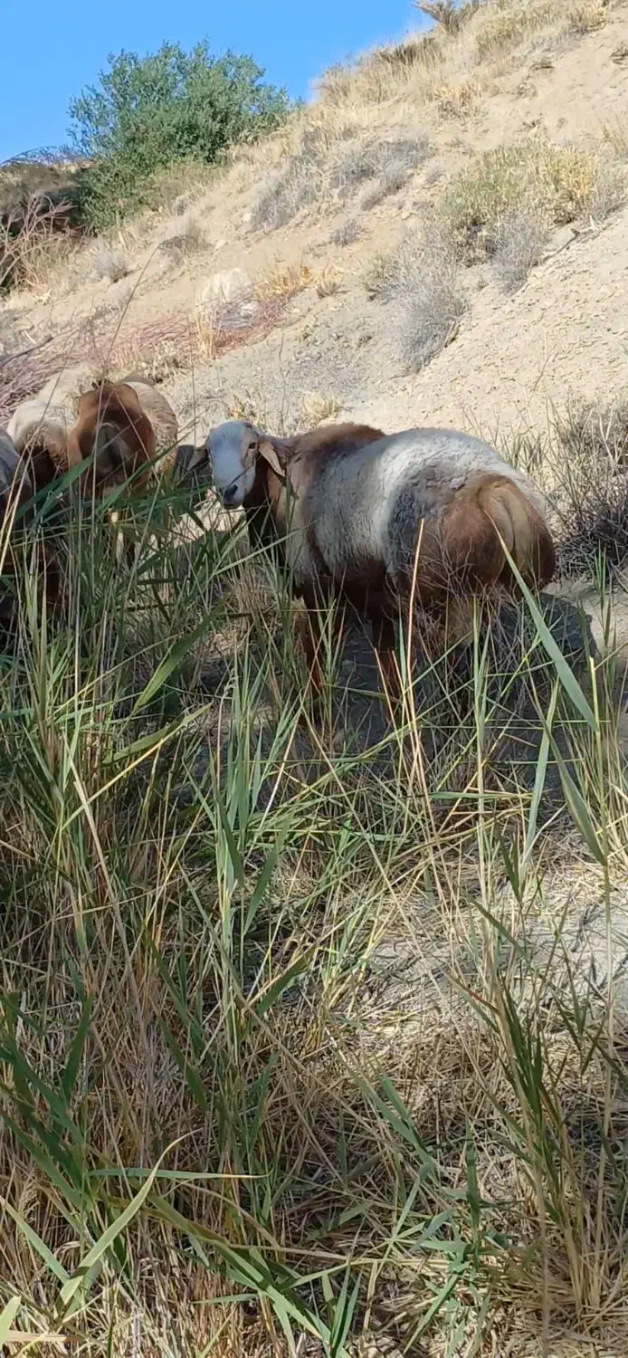 قوچ|حیوانات مزرعه|سده (فارس), |دیوار