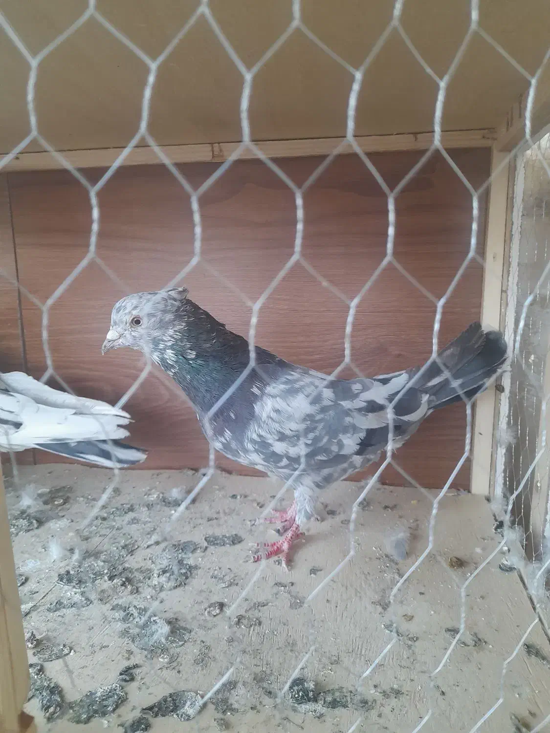 چند عدد کبوتر خوب و ی جفت پشت دار نوک ریز|پرنده|بهارستان, |دیوار