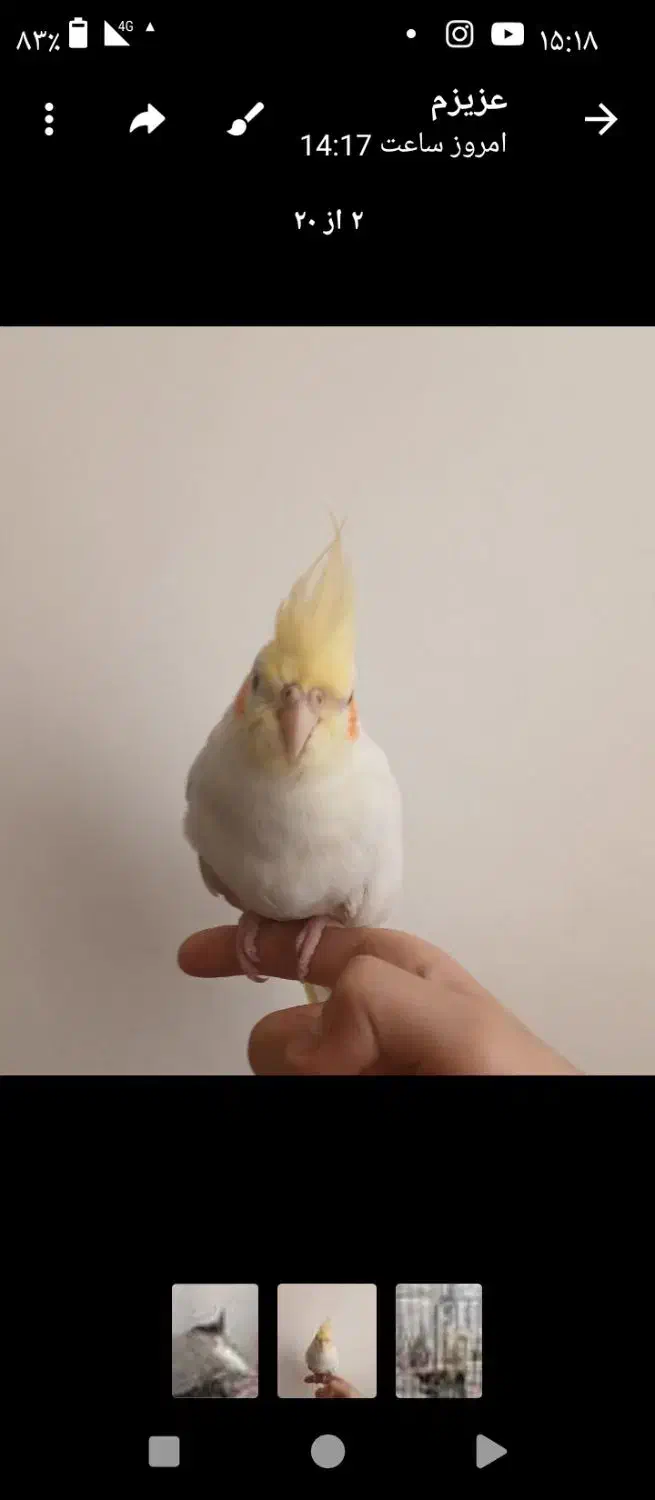 فروش|پرنده|محمدیه-قزوین, |دیوار