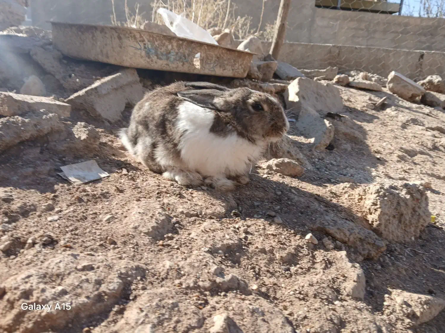 خرگوش|موش و خرگوش|یاسوج, |دیوار