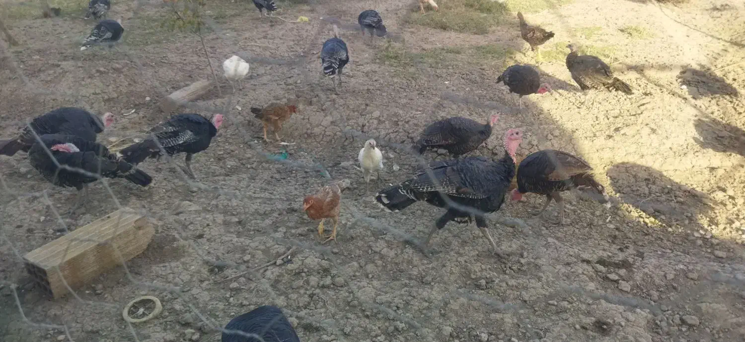 بوقلمون|حیوانات مزرعه|ماکو, |دیوار