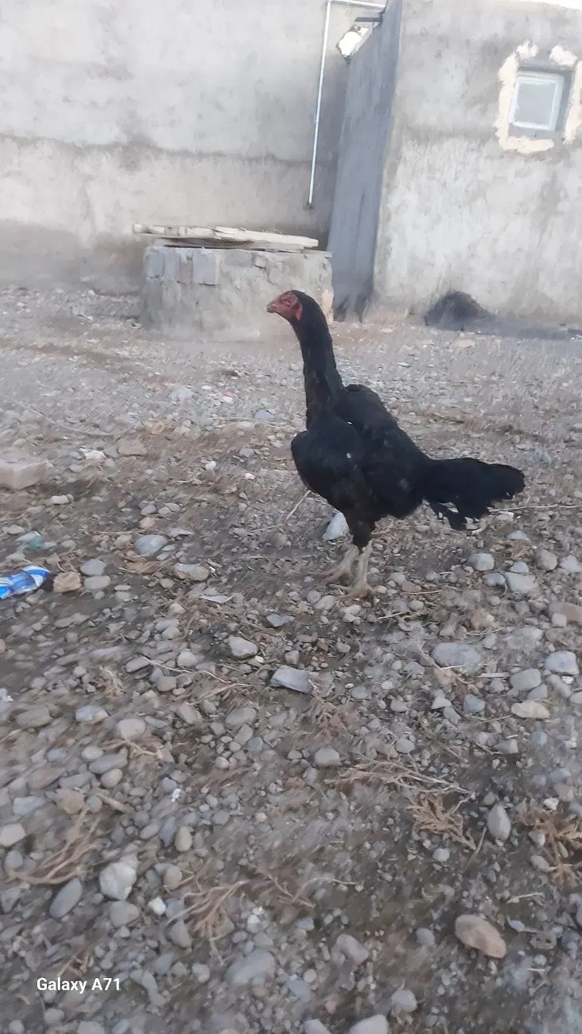 لاری اصل|حیوانات مزرعه|قره قوین, |دیوار