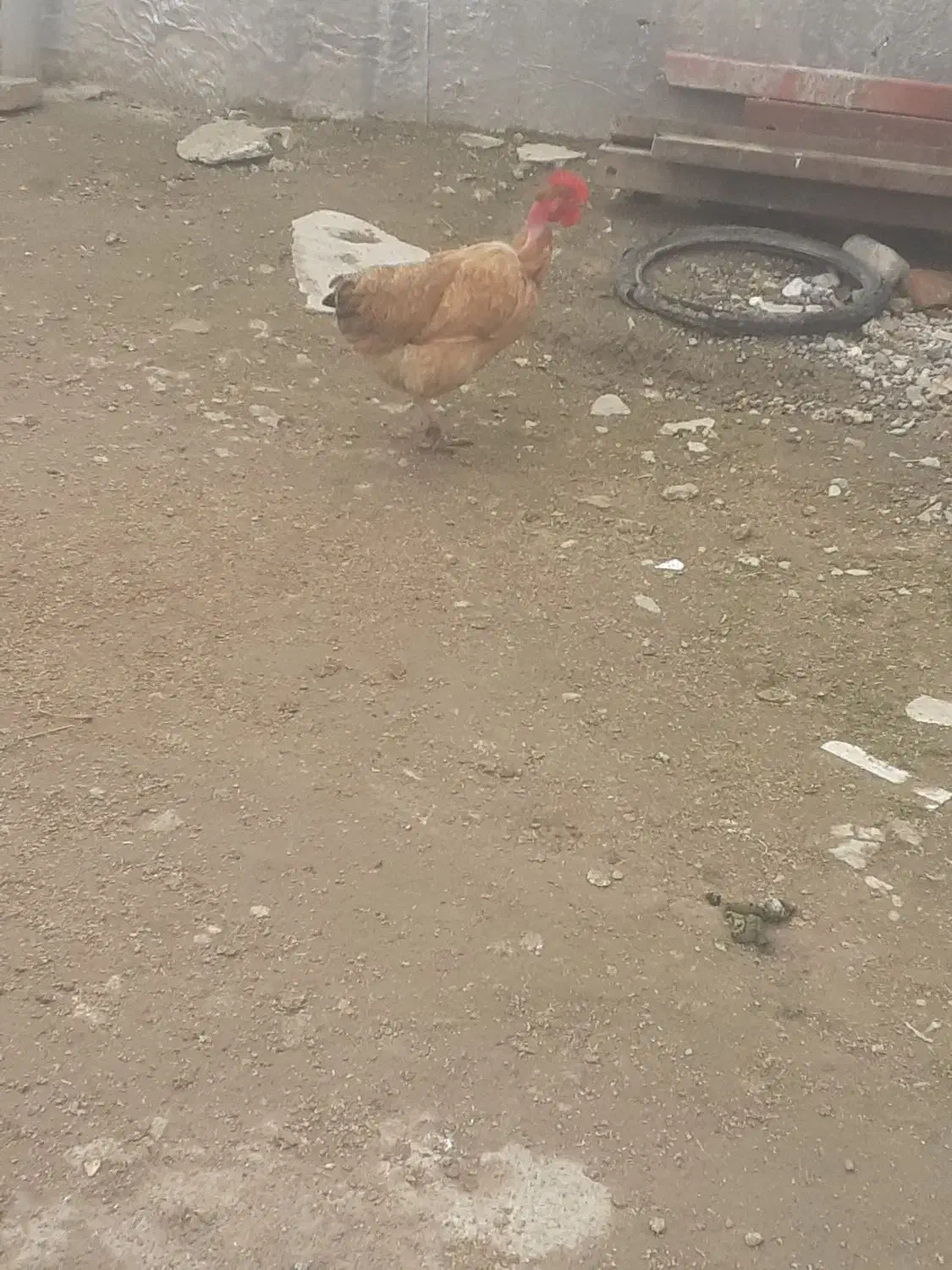 تخم مرغ محلی|حیوانات مزرعه|آق قلا, |دیوار