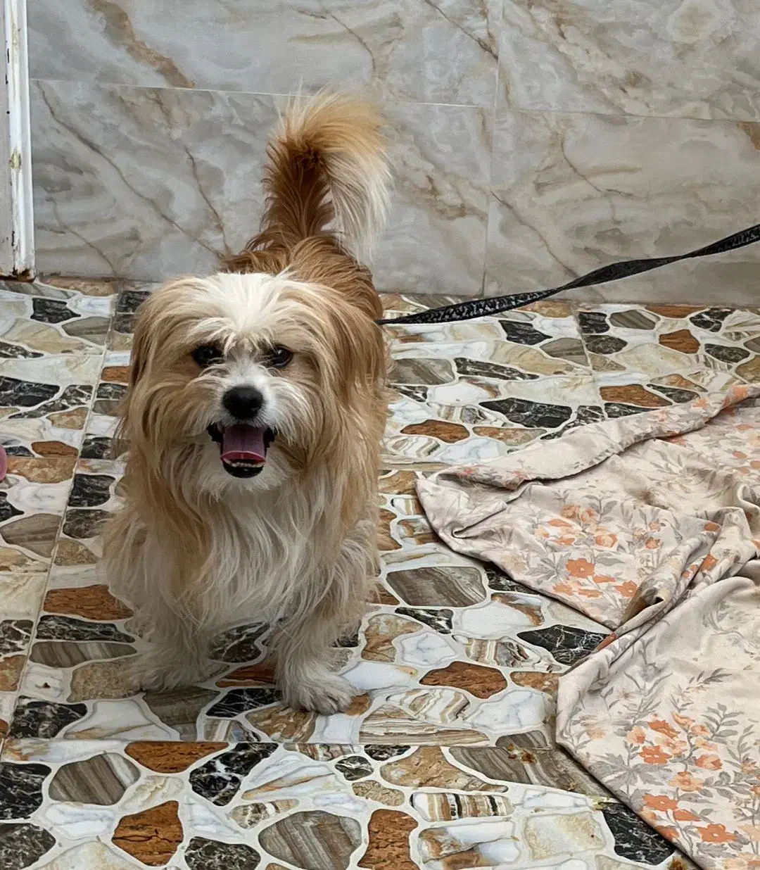 سگ پاه کوتاه|سگ|سیرجان, |دیوار