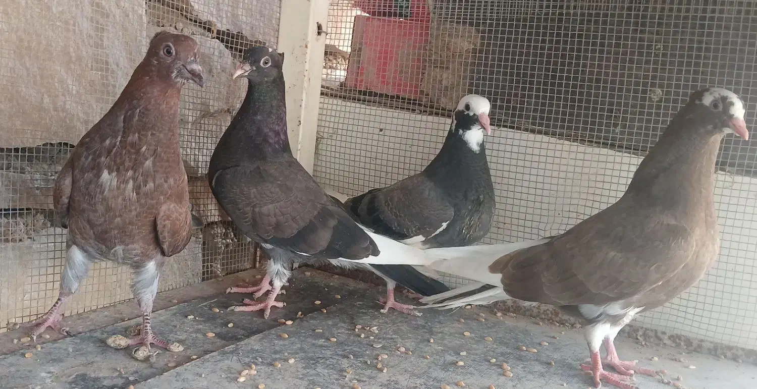 جوجه کاشانی|حیوانات|مسجد سلیمان, |دیوار