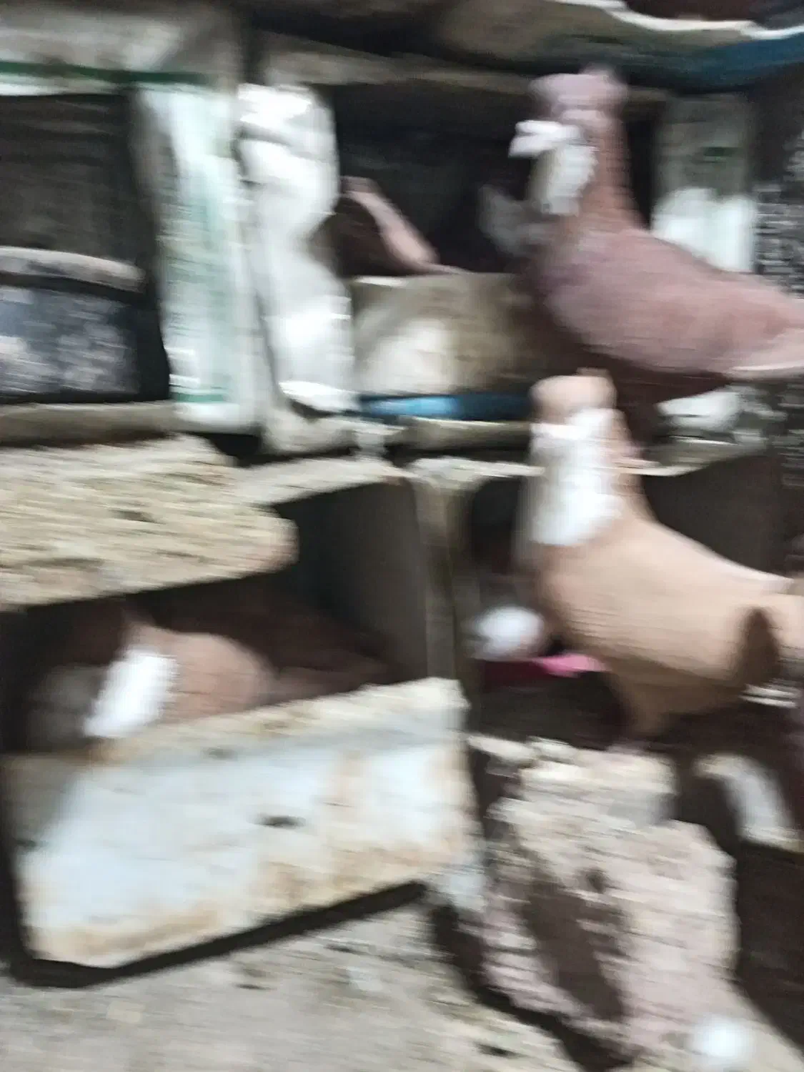 کفتر رسمی زرد گلی رسمی کلاهی 22جفت نرماده عروسک|پرنده|کرمان, |دیوار