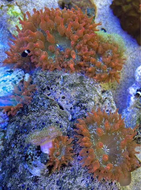 ابشور شقایق رز بابل|ماهی|تهران, هلال احمر|دیوار