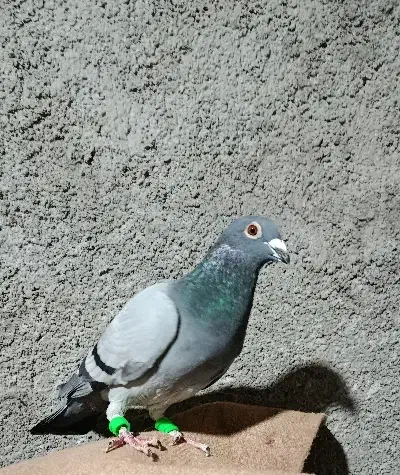 سبز|پرنده|نیشابور, ریوند|دیوار