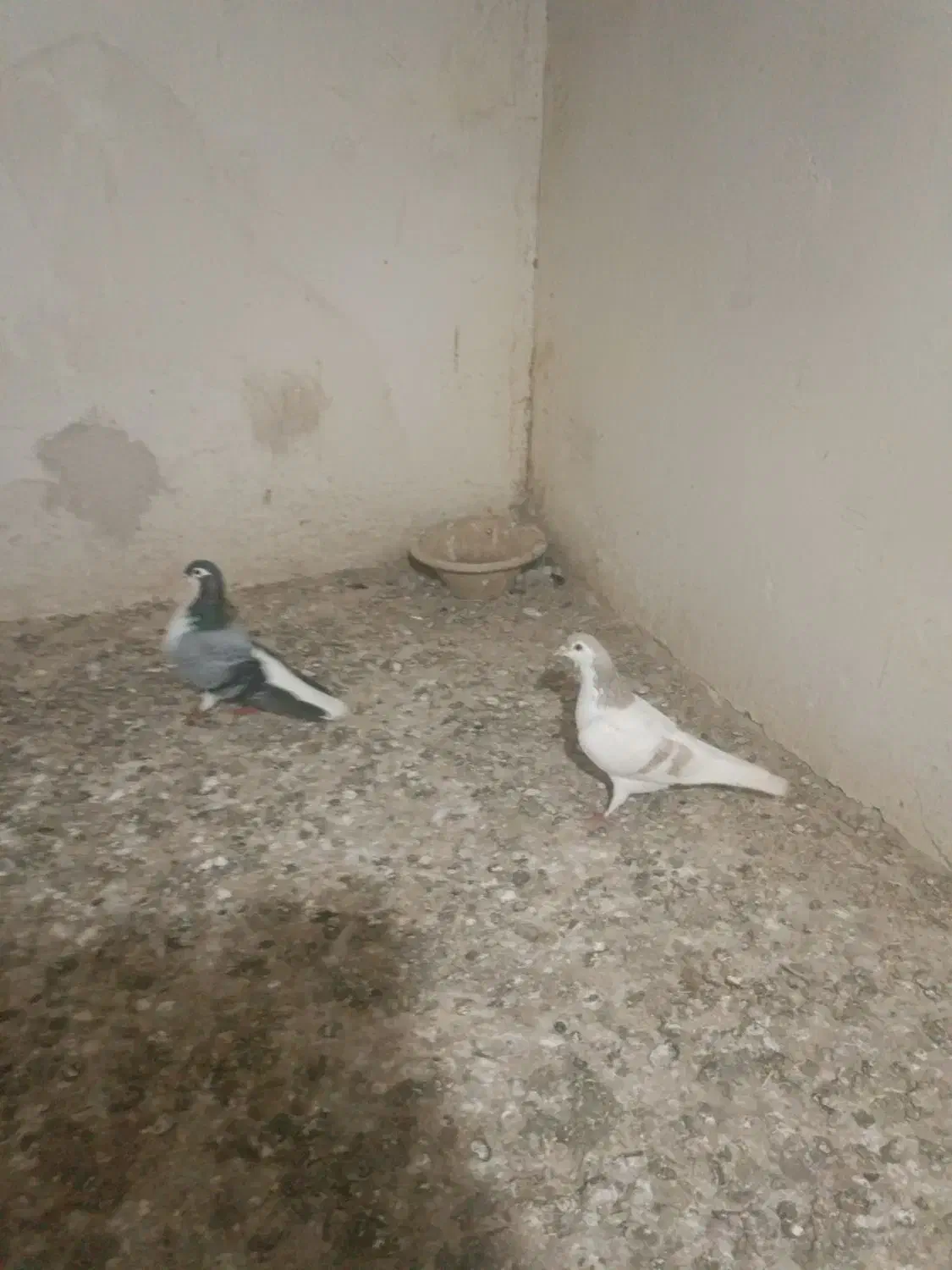 پرنده|پرنده|تبریز, |دیوار