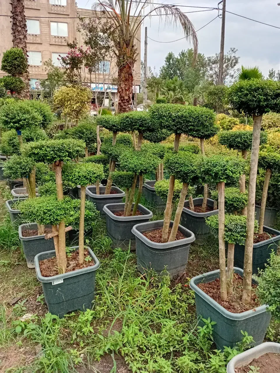 درختچه مورد پیوندی|گل و گیاه طبیعی|تهران, سازمان آب|دیوار