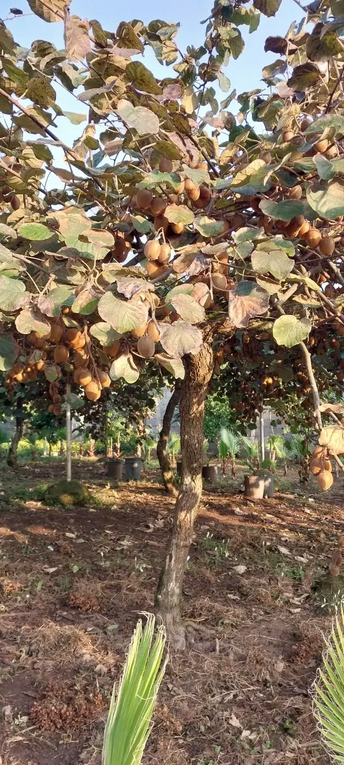 کیوی هایوارد|عمده‌فروشی|چابکسر, |دیوار