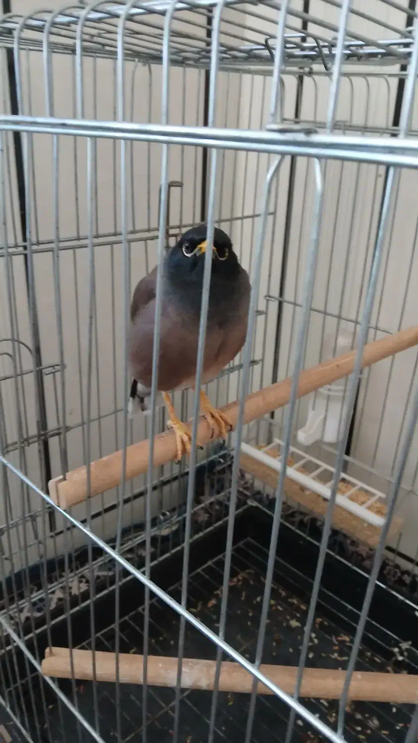 مینا مرغ|پرنده|یاسوج, |دیوار