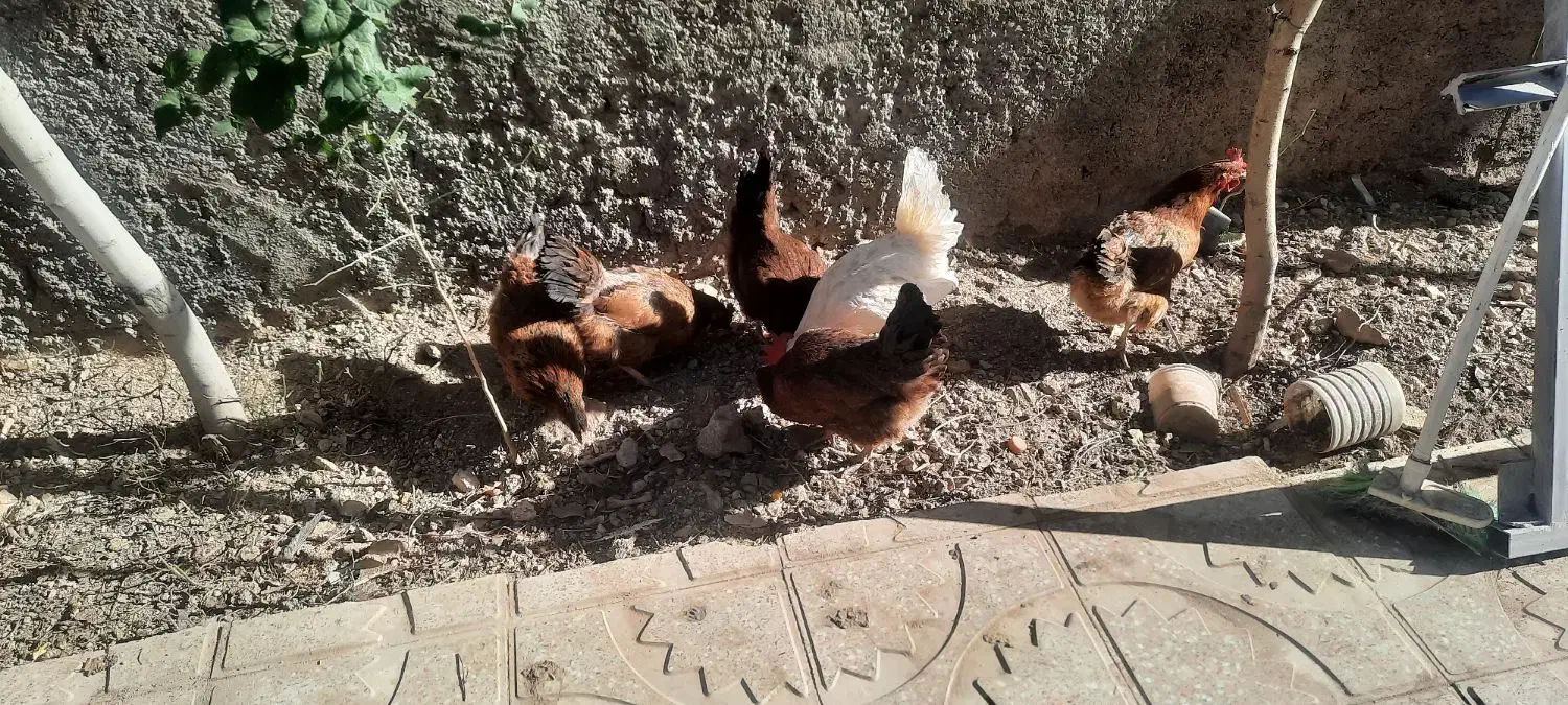 مرغ تخمی|حیوانات مزرعه|اشترینان, |دیوار