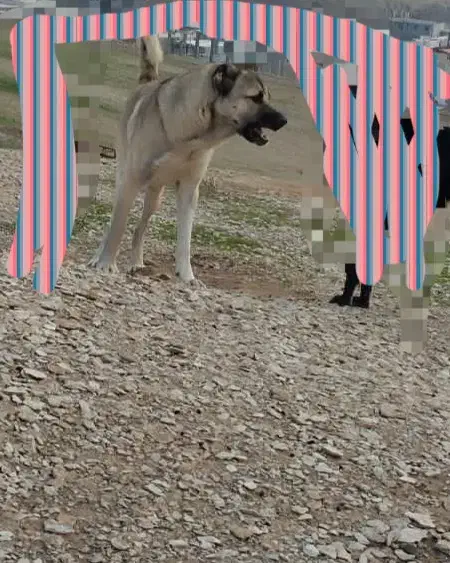 سگ سرابی|سگ|آبدانان, |دیوار