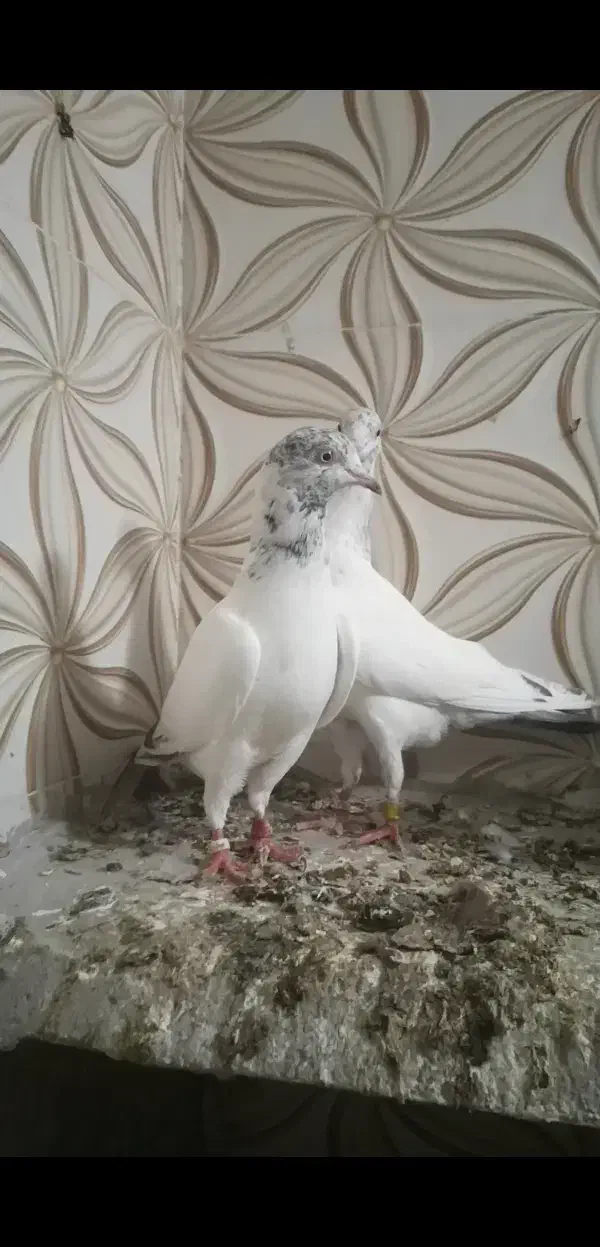 یک جفت هندی بمبویی|پرنده|بوشهر, |دیوار