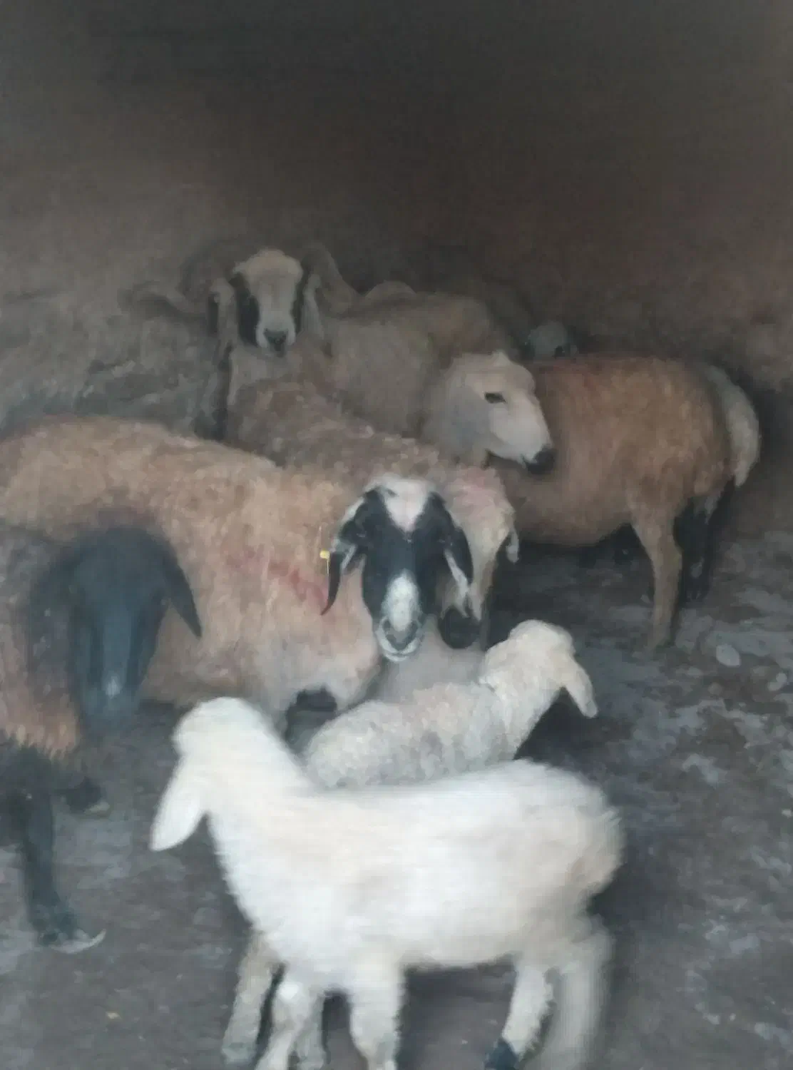 میش زاییده بره‌دار دونه ۱۲ و ۶۰۰ بردسیر|حیوانات مزرعه|کرمان, |دیوار