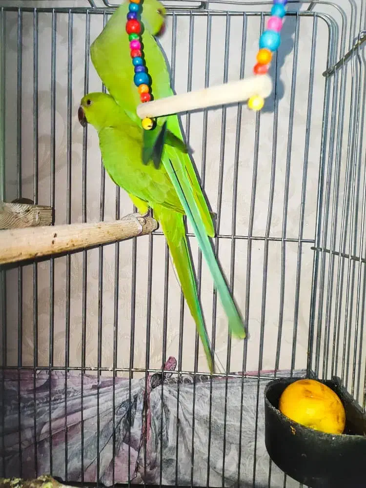 یک جفت جوجه ملنگو ۷ماهه ملنگو شیطون و ملوس|پرنده|تهران, دردشت|دیوار