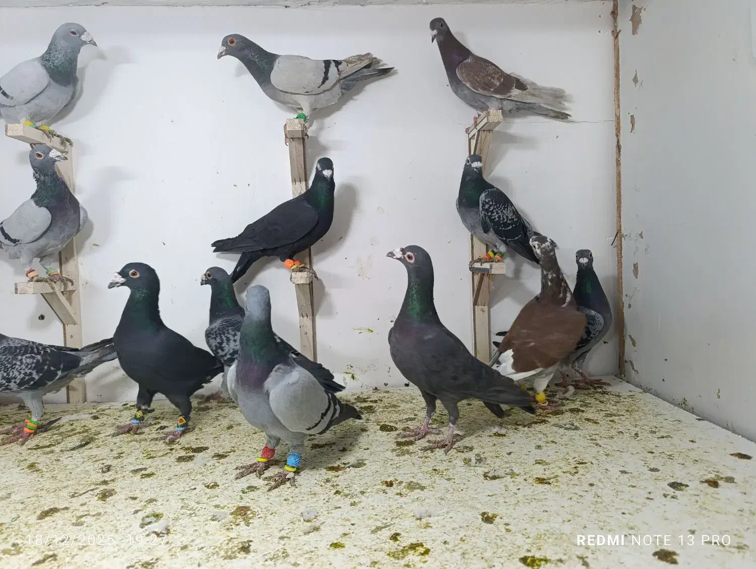 حیوون بوم|پرنده|مشهد, هفت تیر (نه دره)|دیوار