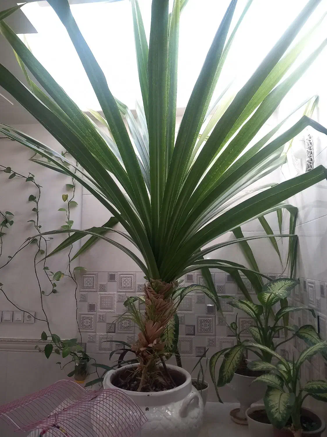 صندلی اصلاح|صندلی و نیمکت|شاهرود, |دیوار