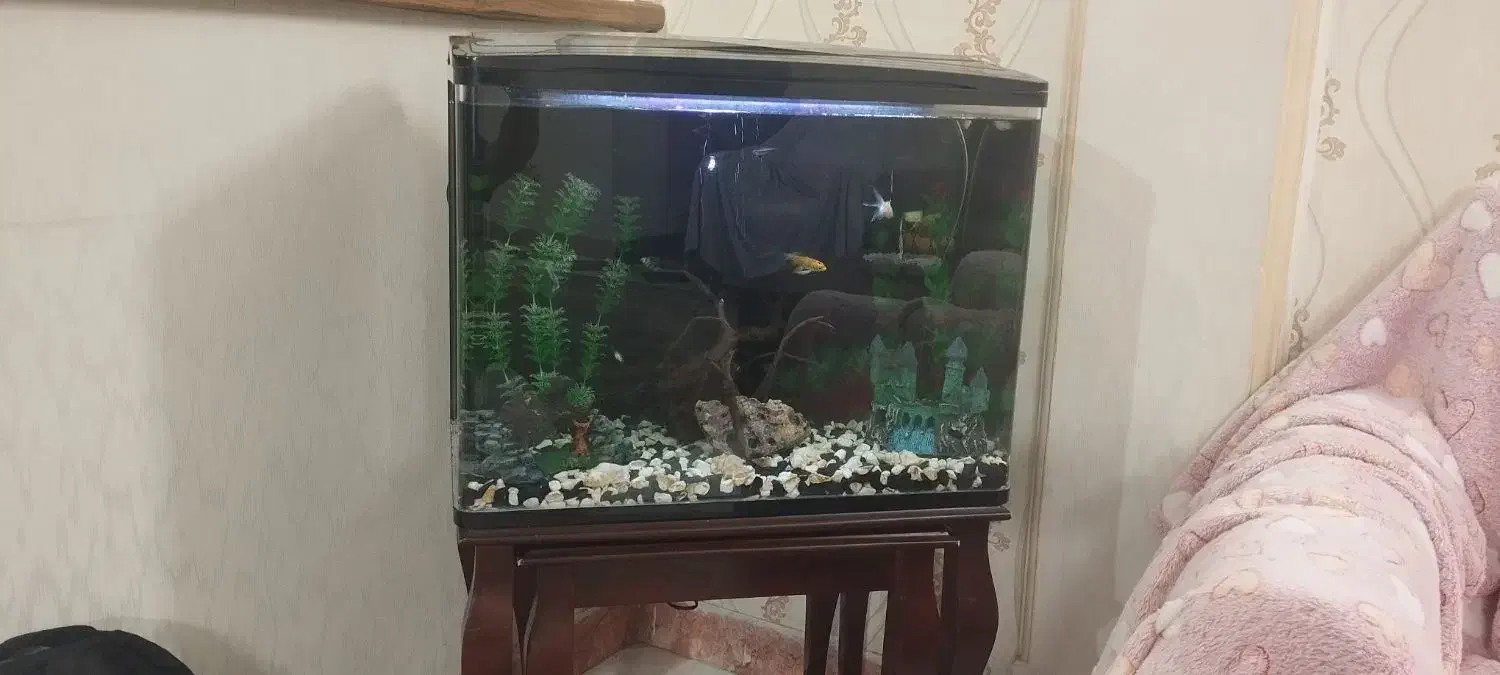 آکواریم خارجی زیبا|ماهی|تهران, افسریه شمالی|دیوار