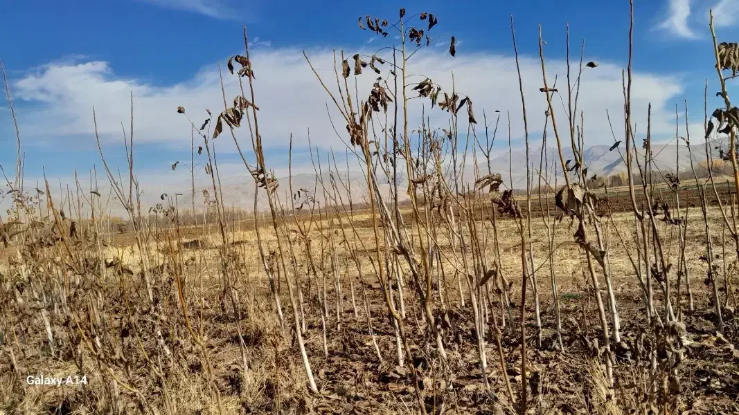 درخت گردو سه ساله|گل و گیاه طبیعی|الشتر, |دیوار